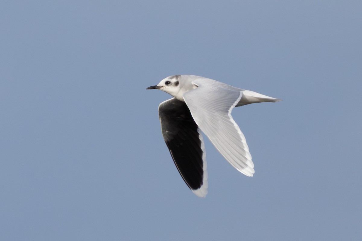 Little Gull - ML646407073