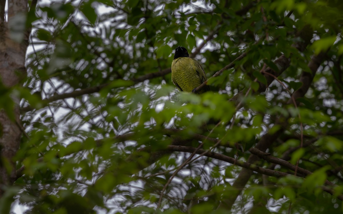 Black-headed Berryeater - ML646407074