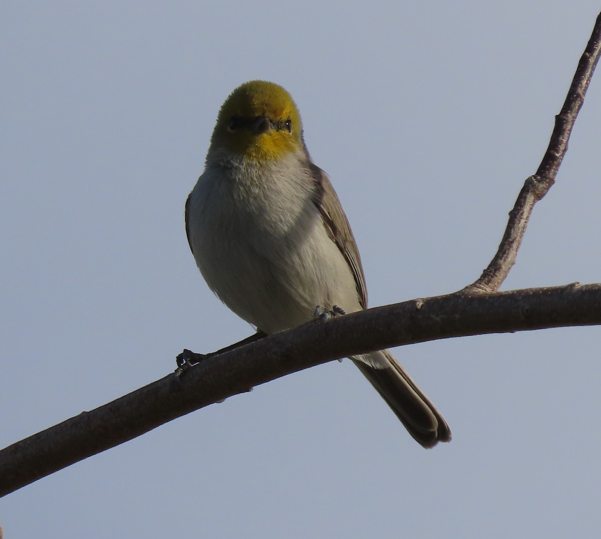 Verdin - ML646407075
