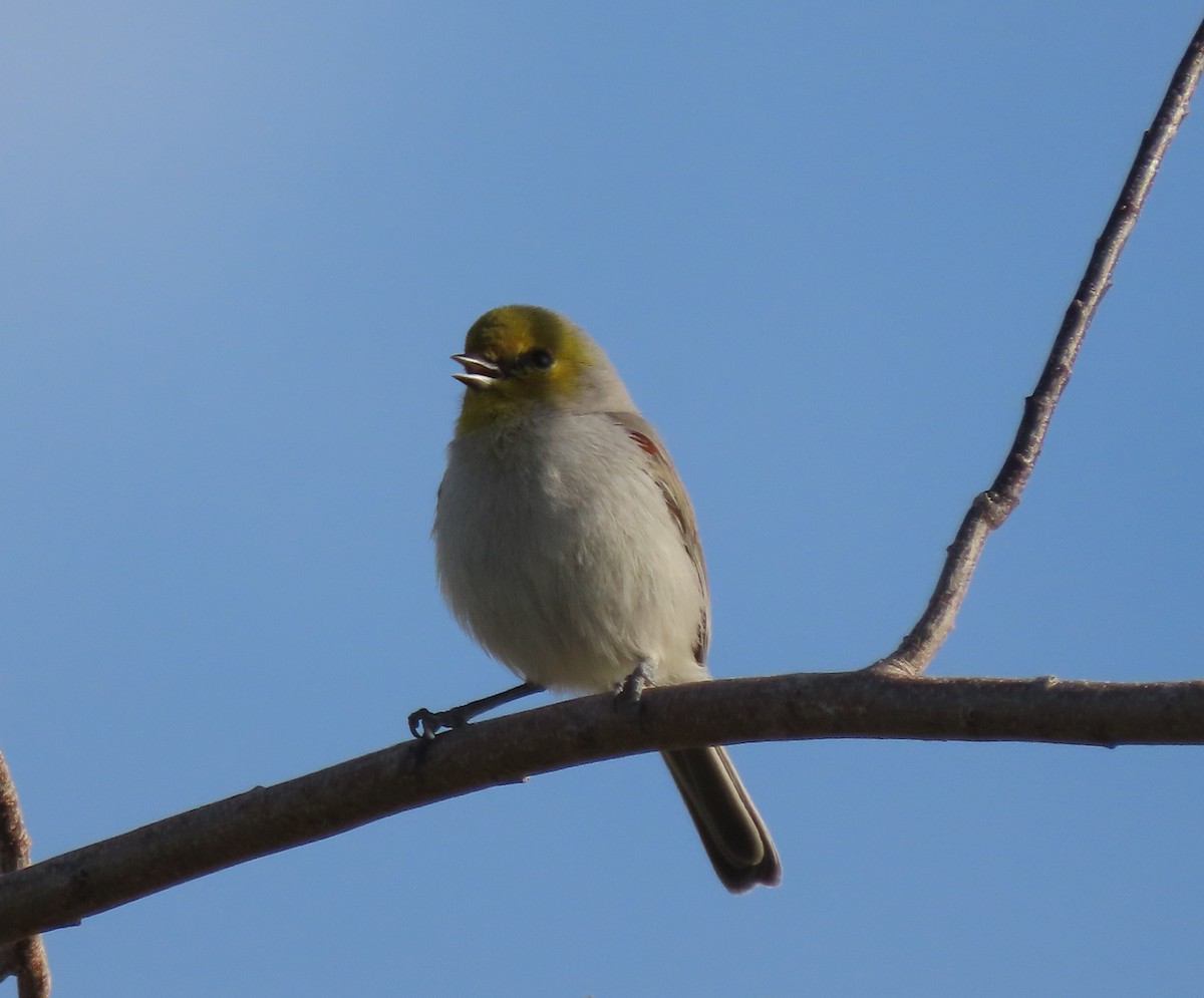Verdin - ML646407076