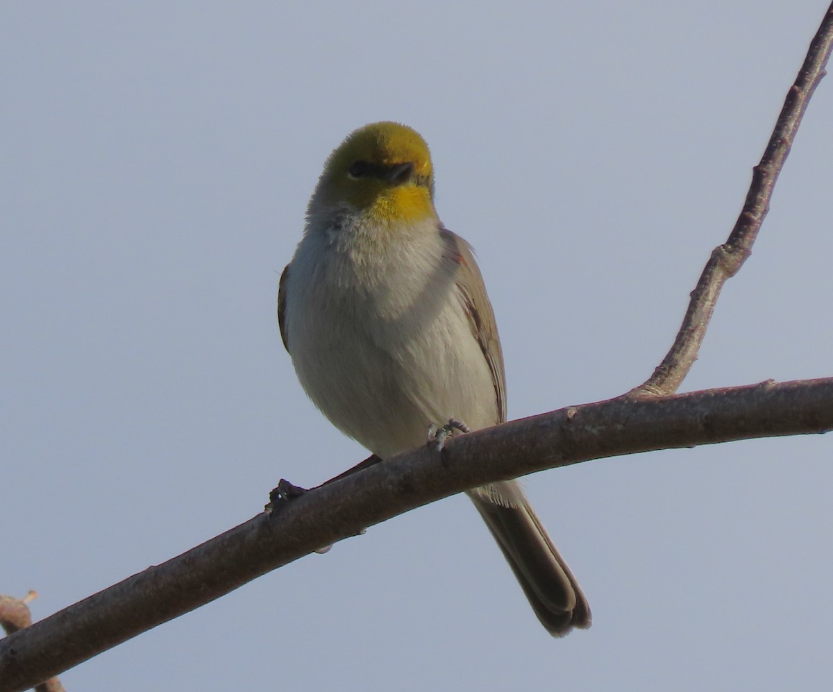 Verdin - ML646407077