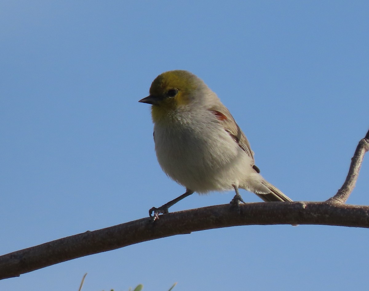 Verdin - ML646407078