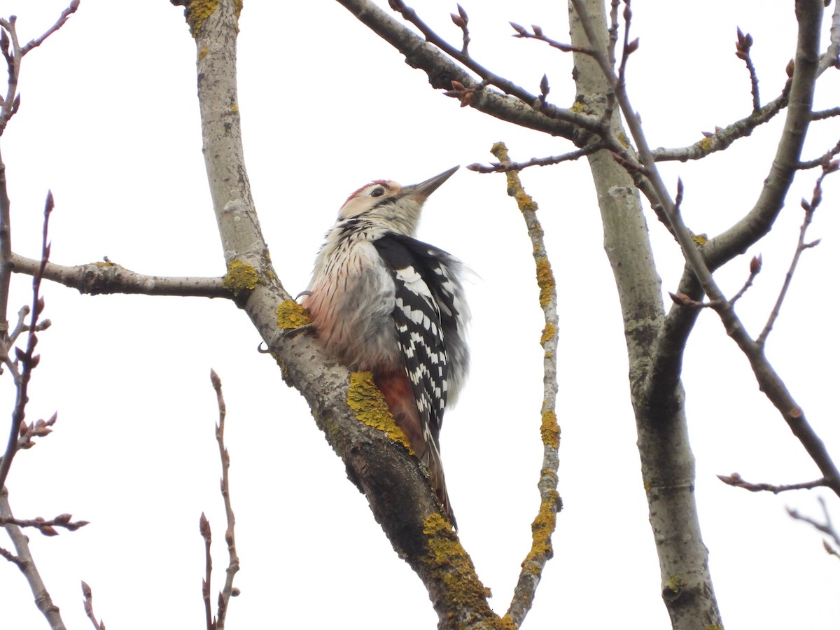 White-backed Woodpecker - ML646407080