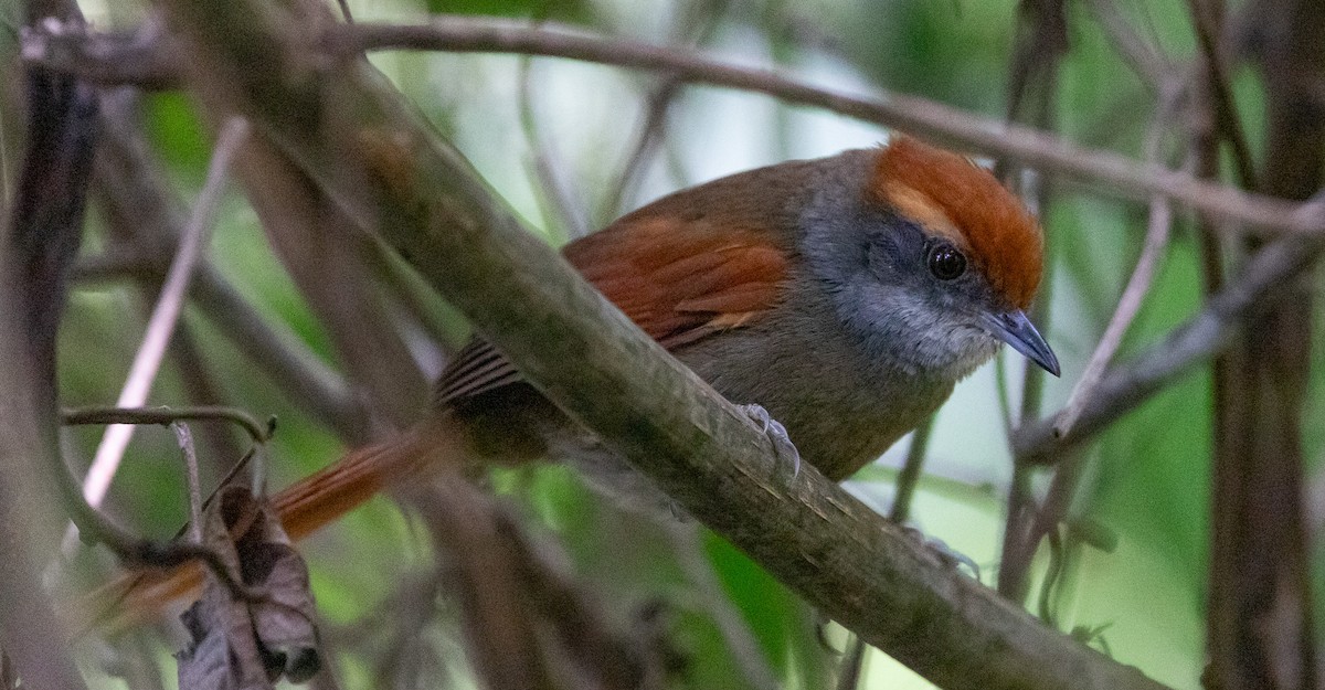 Rufous-capped Spinetail - ML646407081