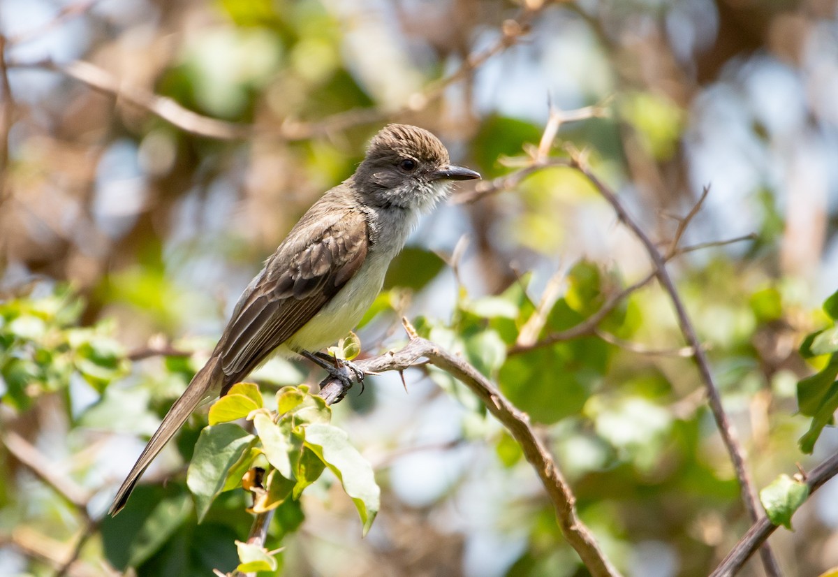 Short-crested Flycatcher - ML646407083