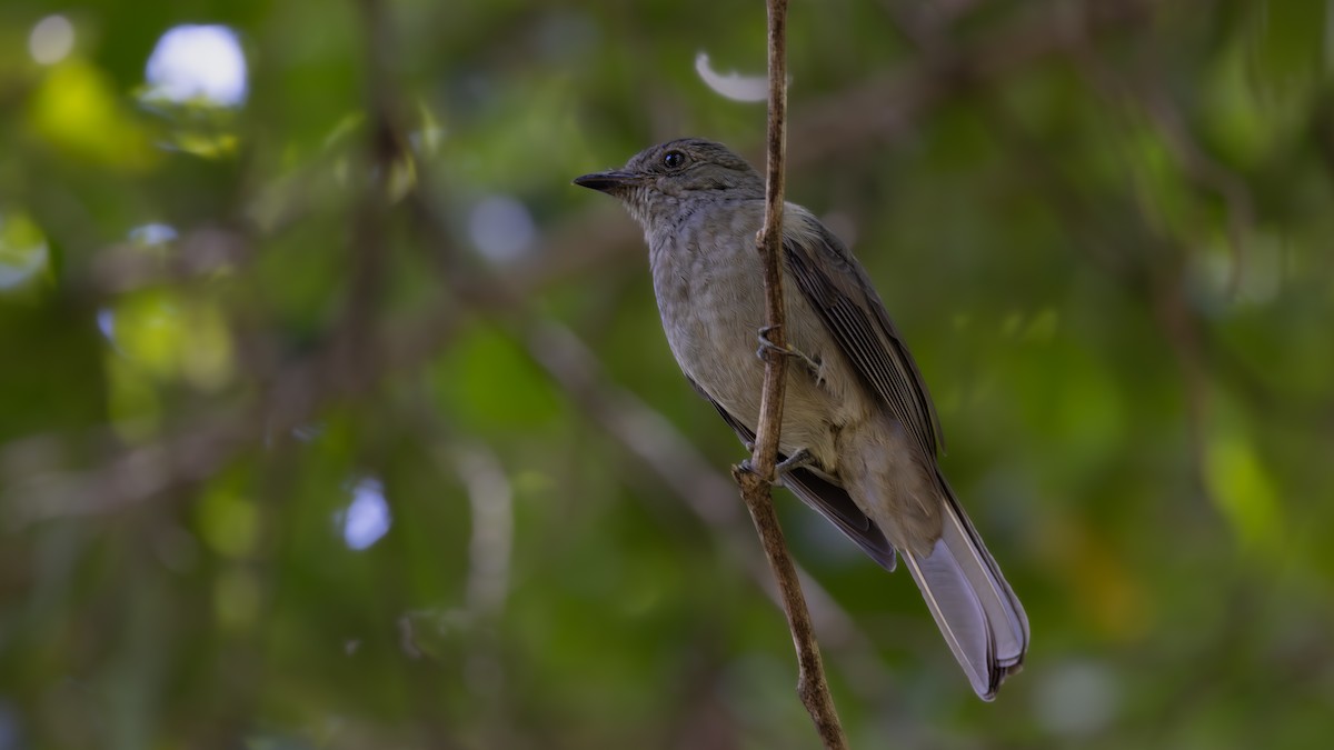 Screaming Piha - ML646407084