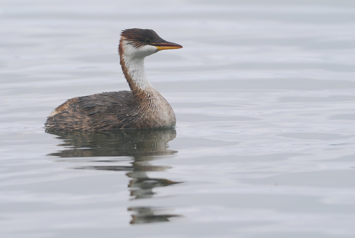 Titikaka Batağanı - ML646407085