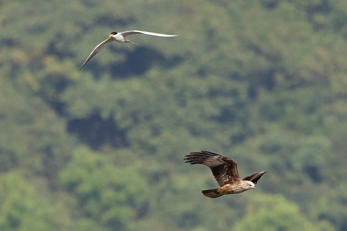 栗鳶 - ML646407086