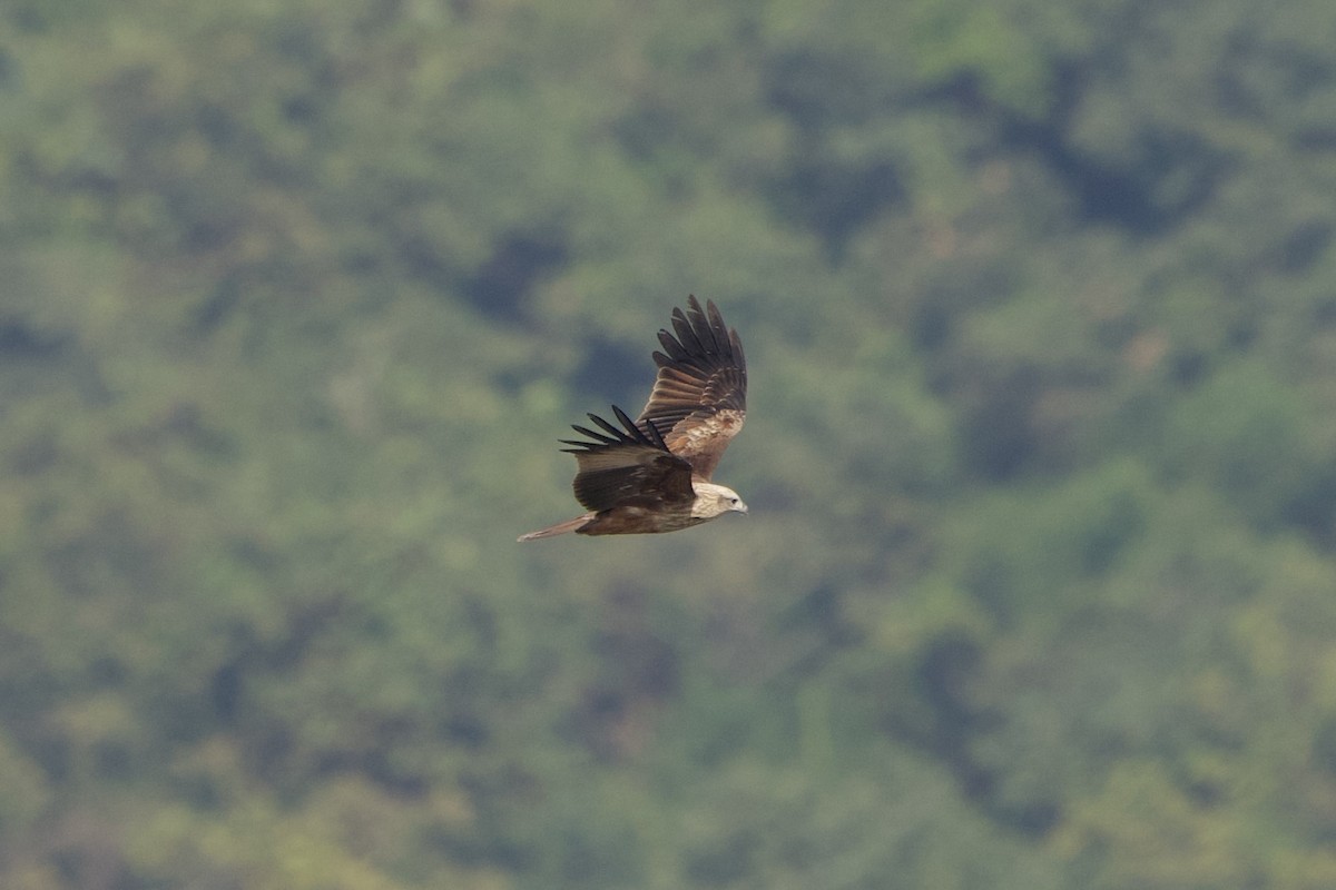 栗鳶 - ML646407087