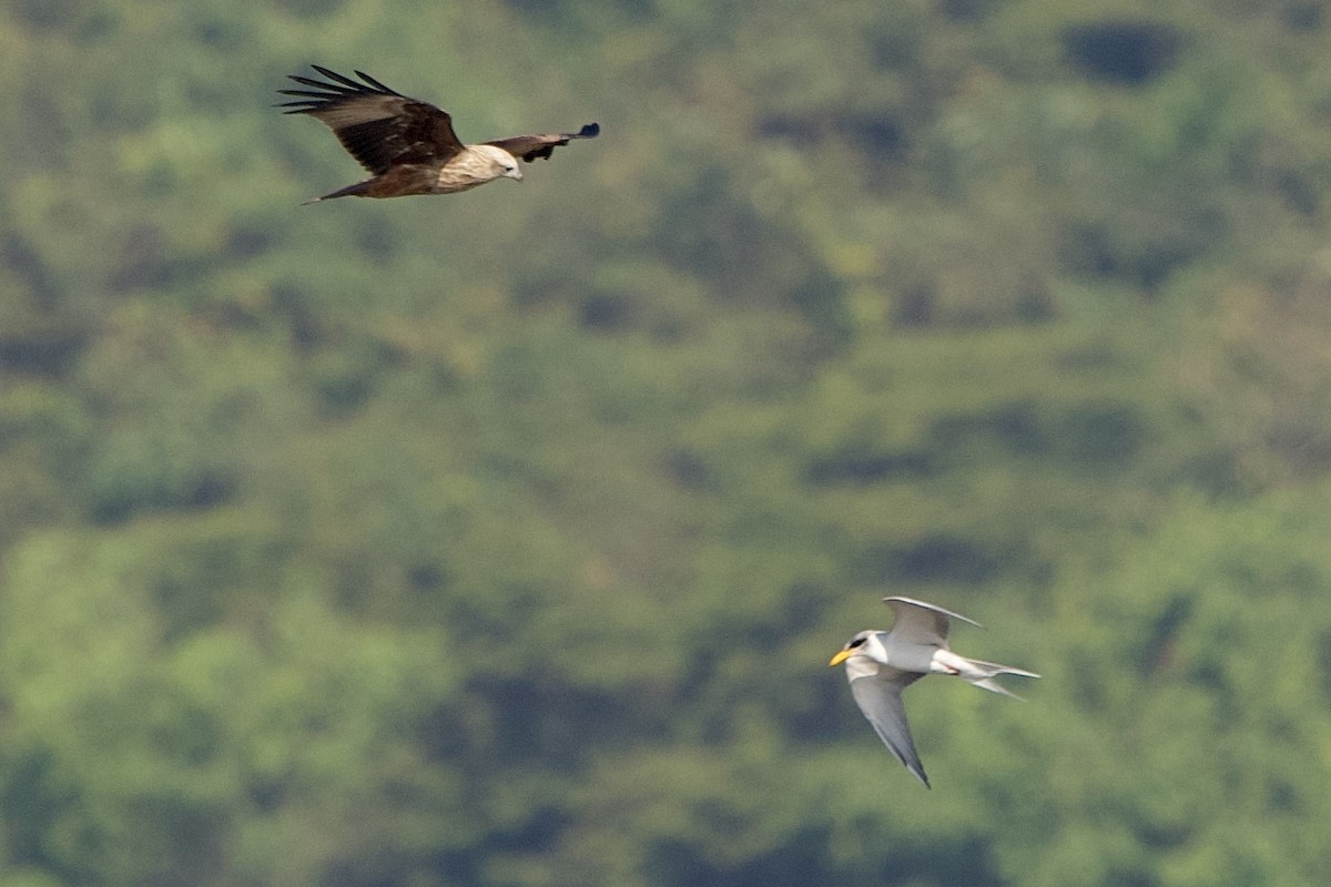 栗鳶 - ML646407088