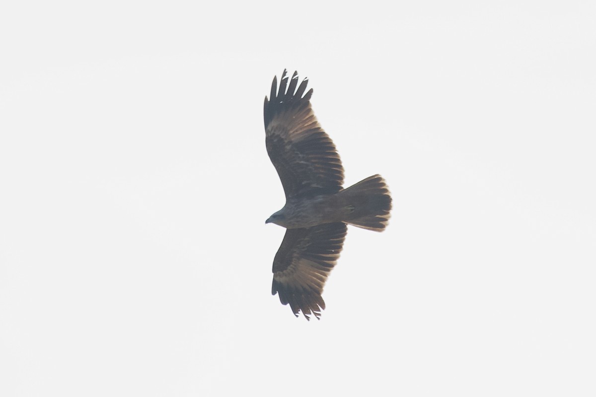 栗鳶 - ML646407089