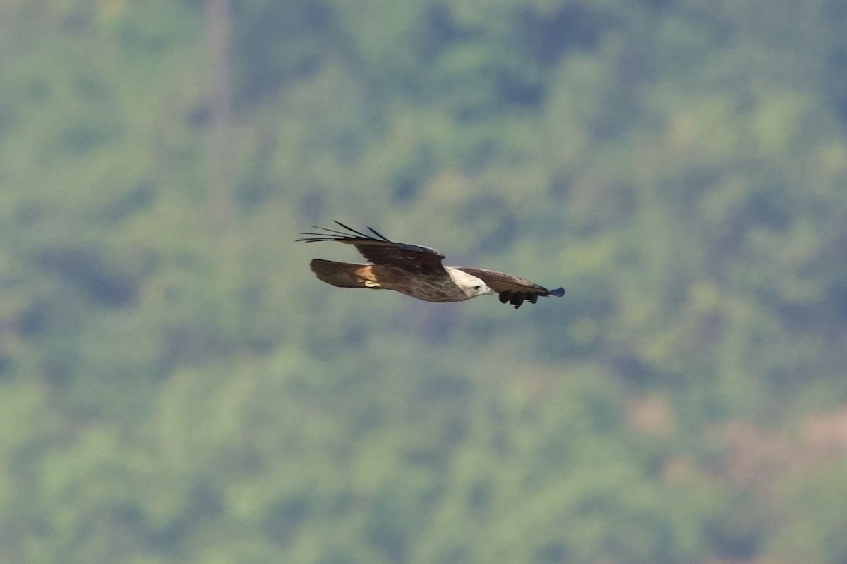 栗鳶 - ML646407090