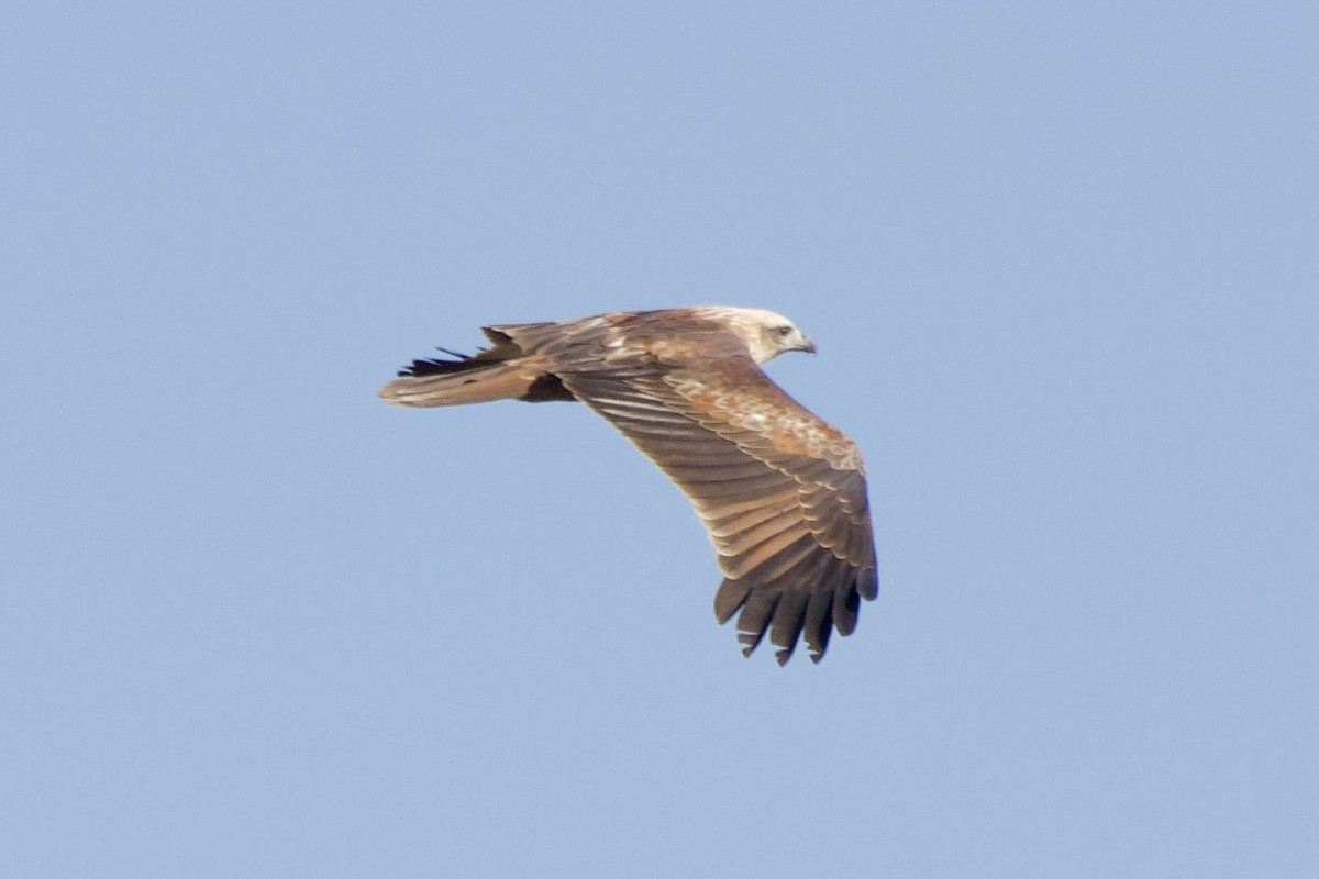 栗鳶 - ML646407092