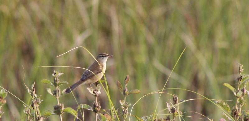 Paddyfield Warbler - ML646407093