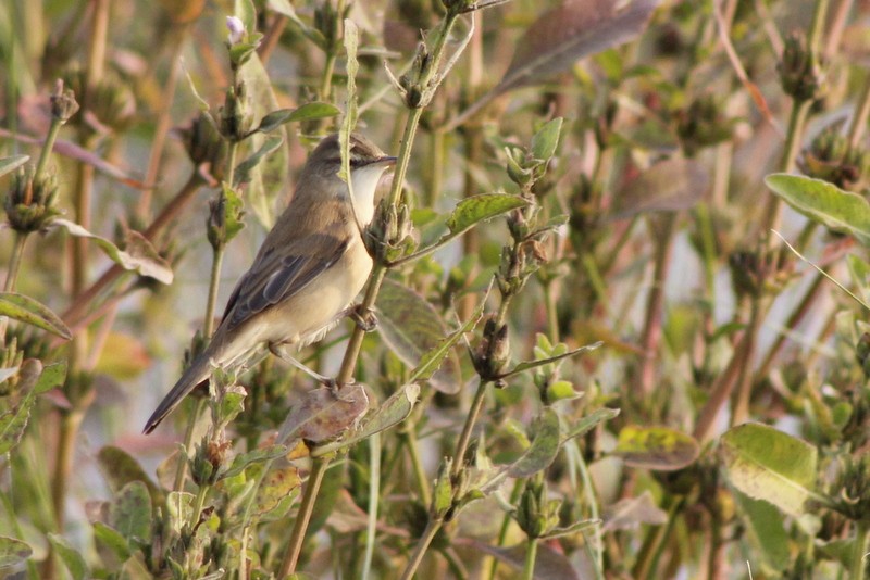 Paddyfield Warbler - ML646407094