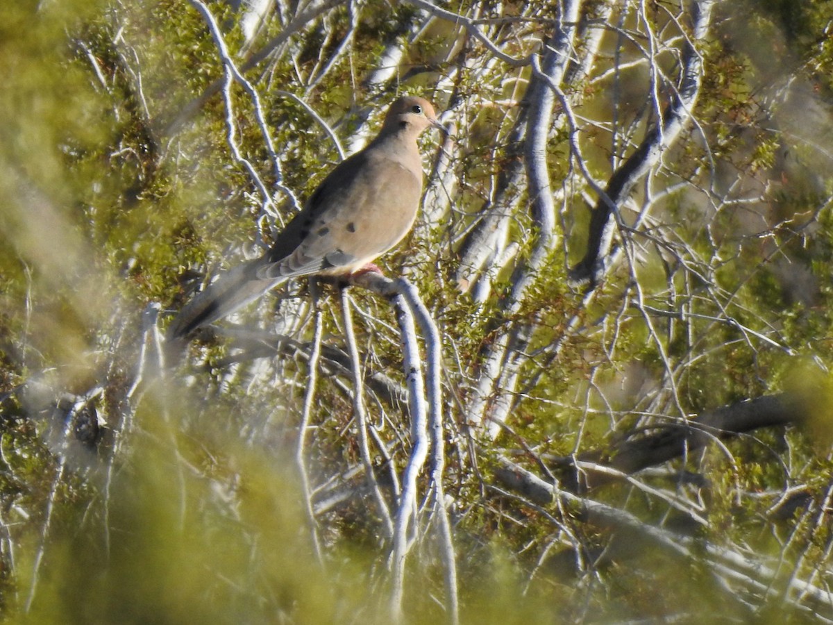 hrdlička karolínská - ML646407096