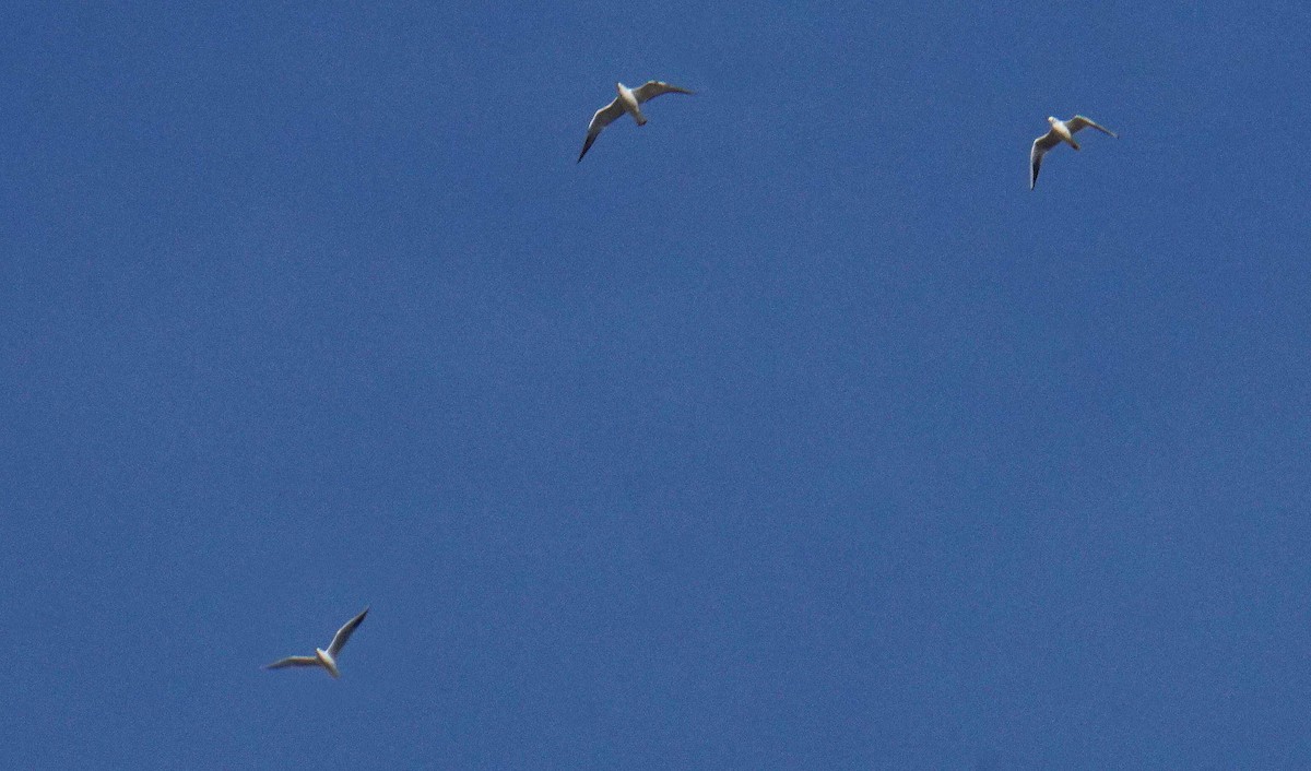 Black-headed Gull - ML646407097