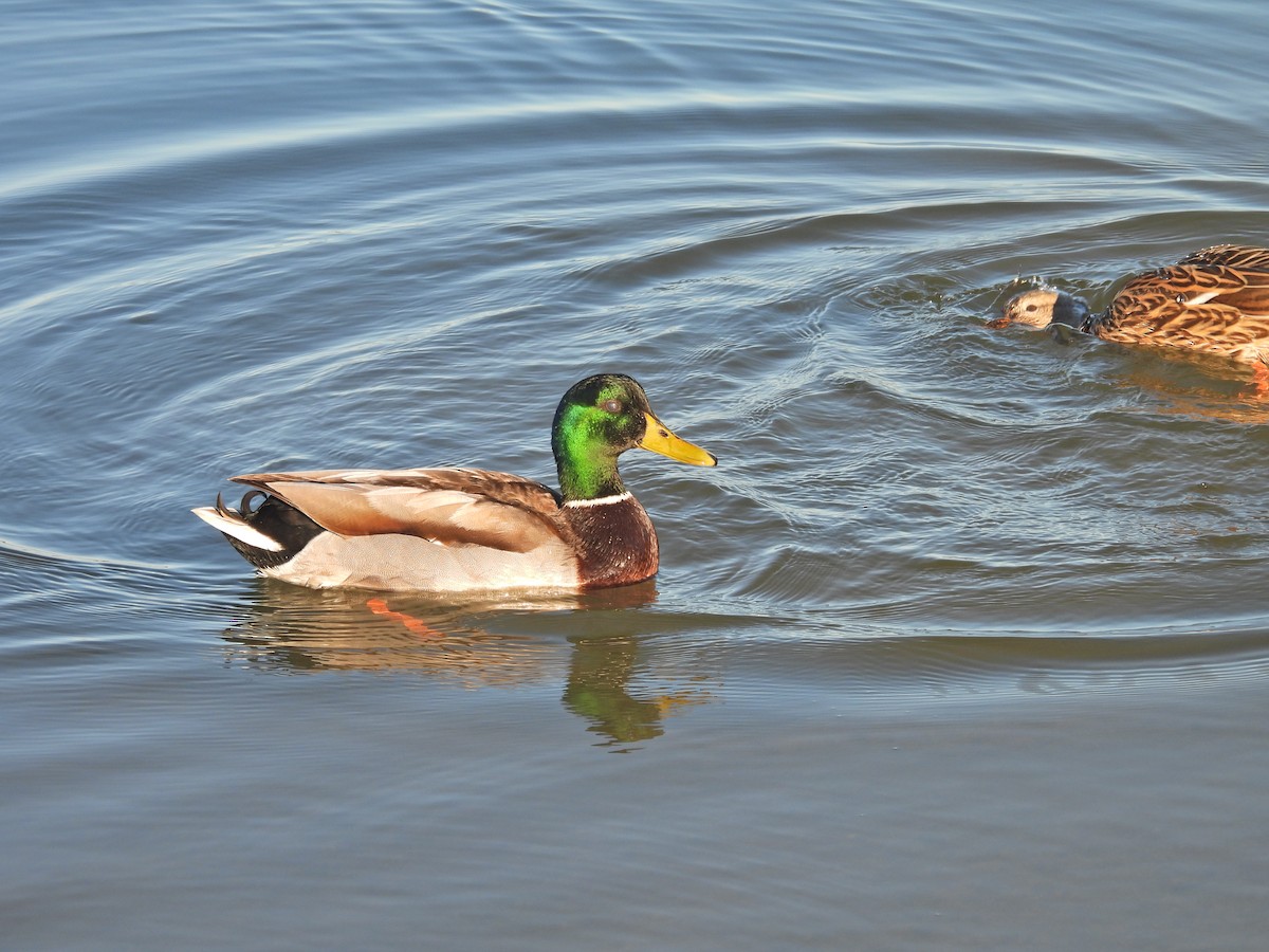 Зэрлэг нугас - ML646407098