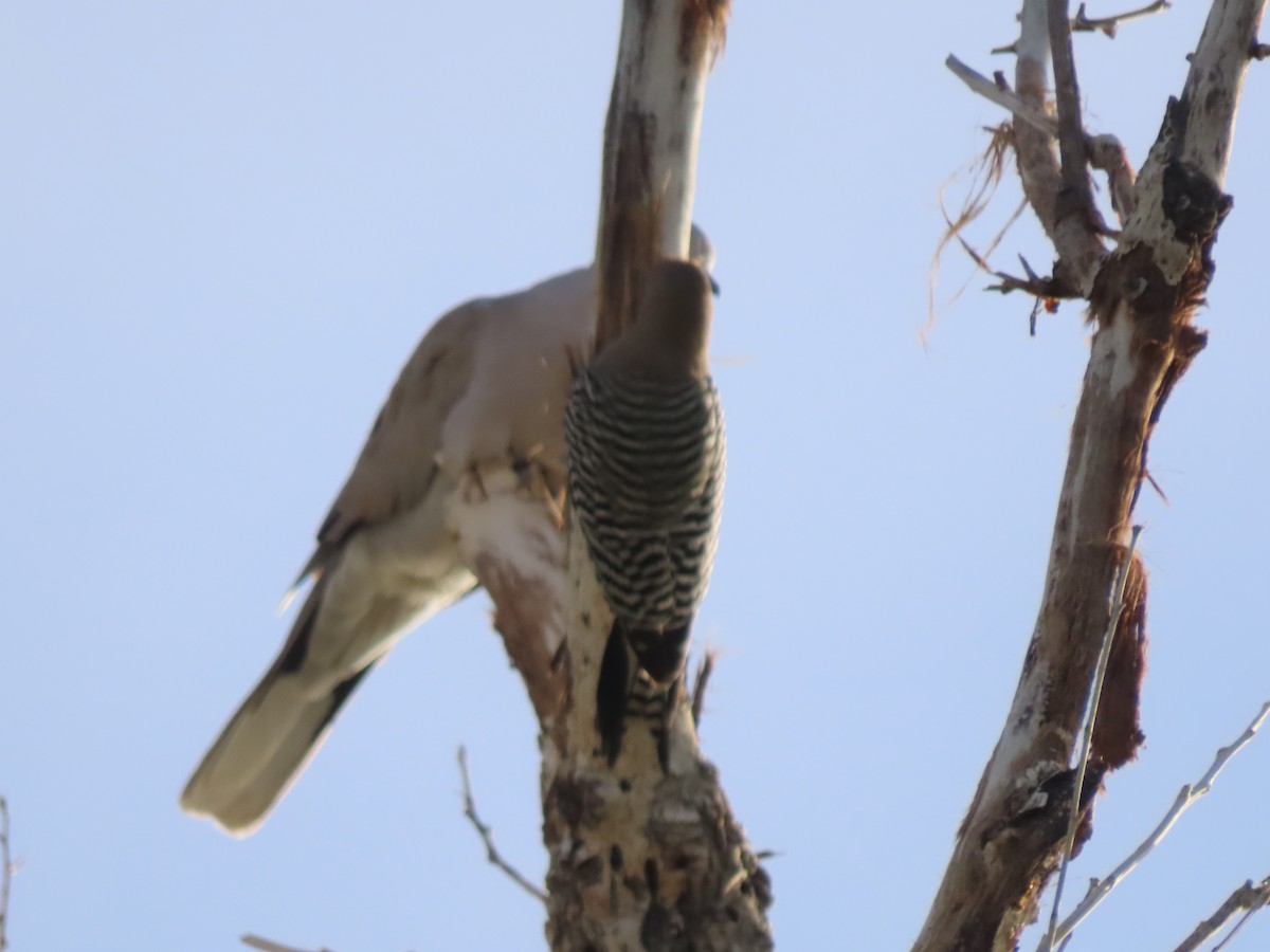Gila Woodpecker - ML646407099