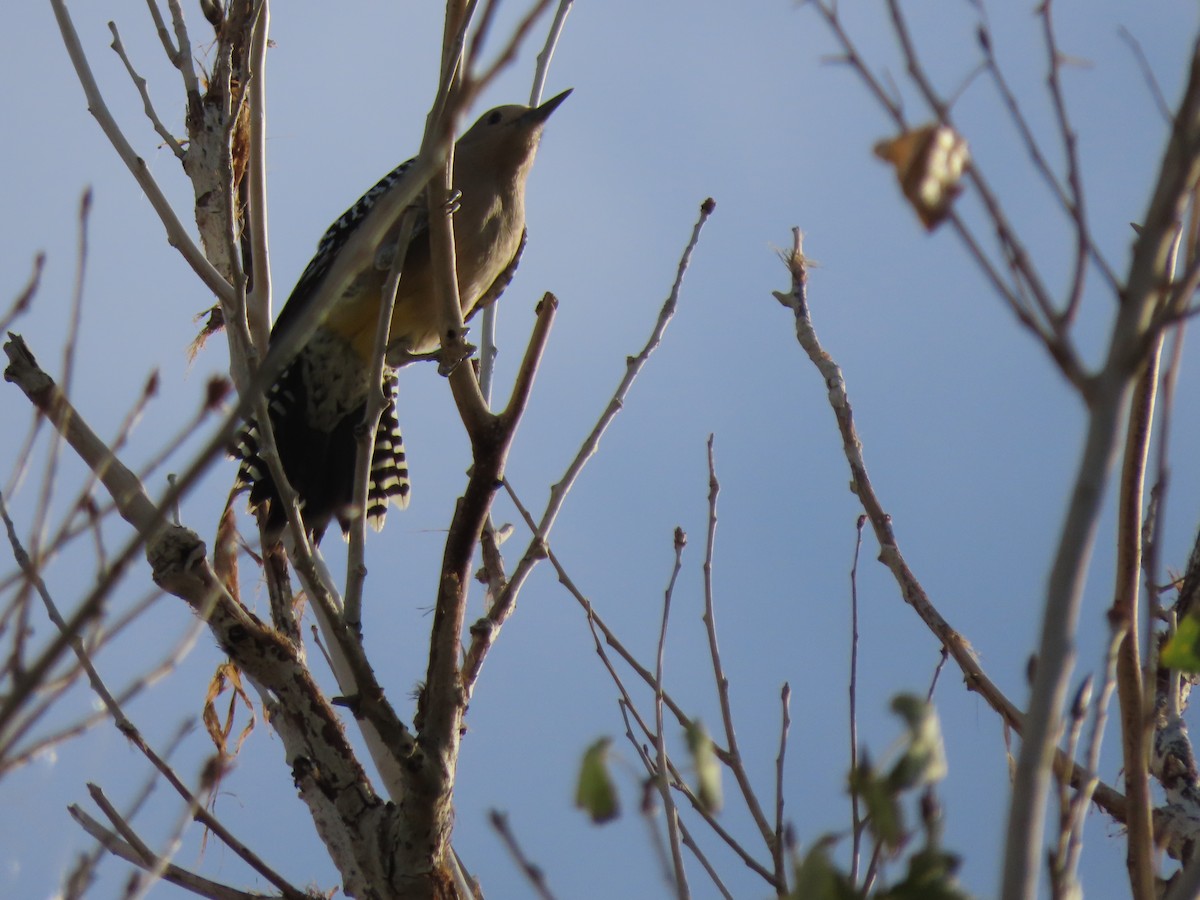Gila Woodpecker - ML646407100
