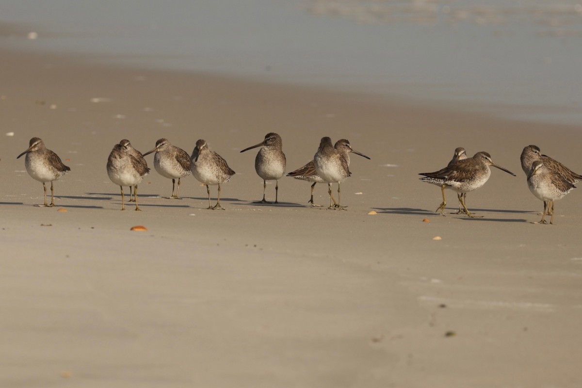 Short-billed Dowitcher - ML646407101