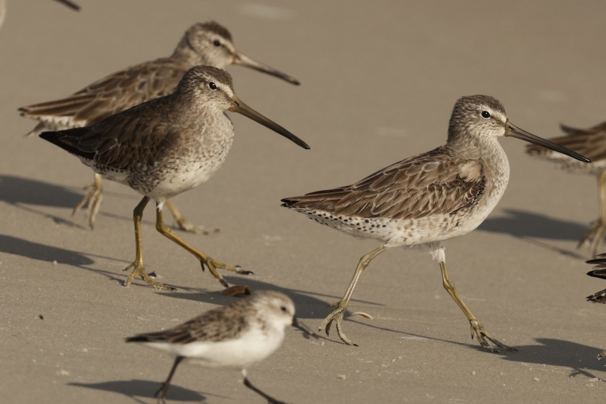 Short-billed Dowitcher - ML646407102