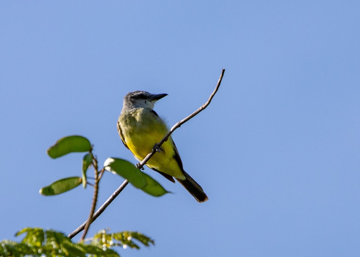 Tropical Kingbird - ML646407104