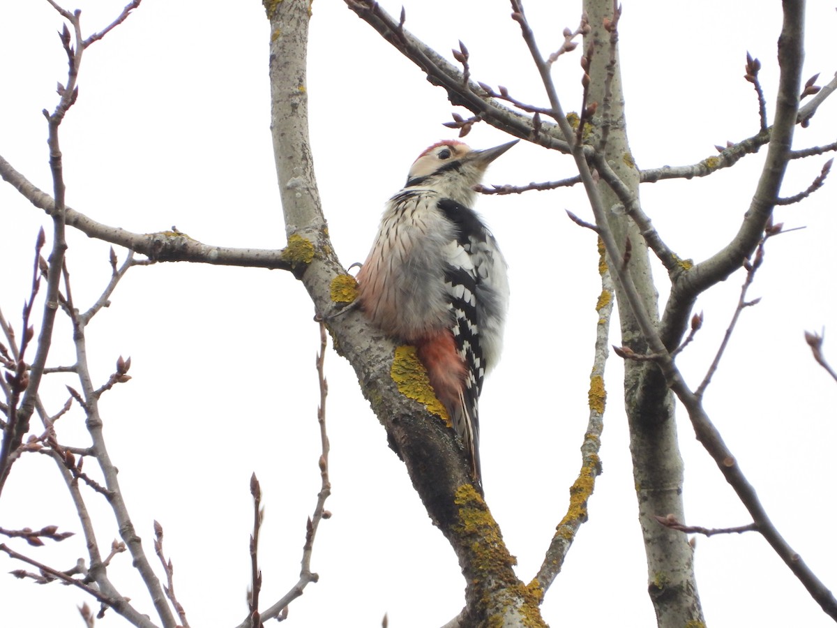 White-backed Woodpecker - ML646407105