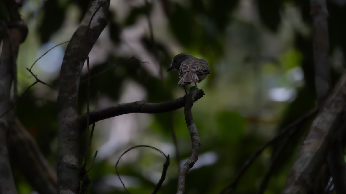 Grayish Mourner - ML646407106