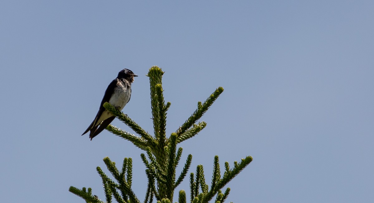 Gray-breasted Martin - ML646407107
