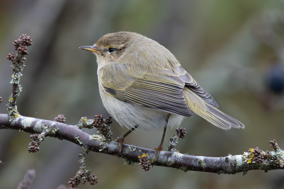 Common Chiffchaff - ML646407108