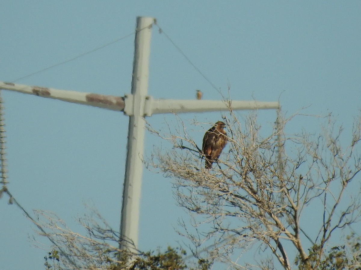 káně rudochvostá - ML646407109