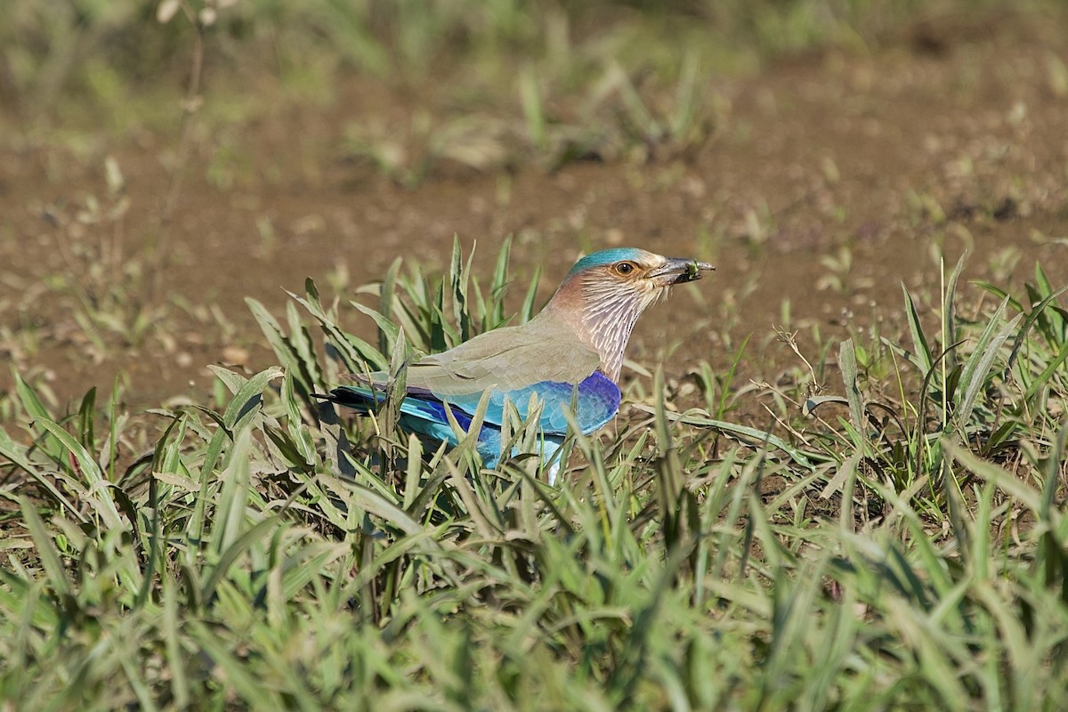 Indian Roller - ML646407111