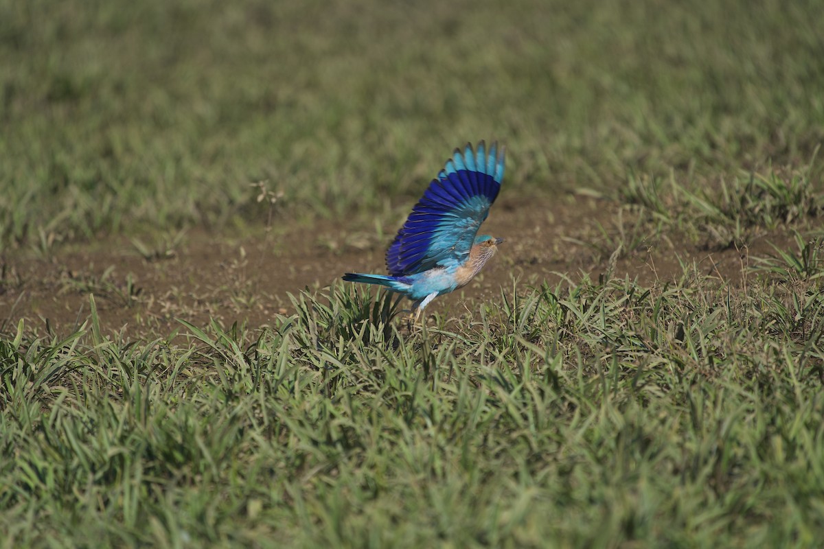Indian Roller - ML646407112