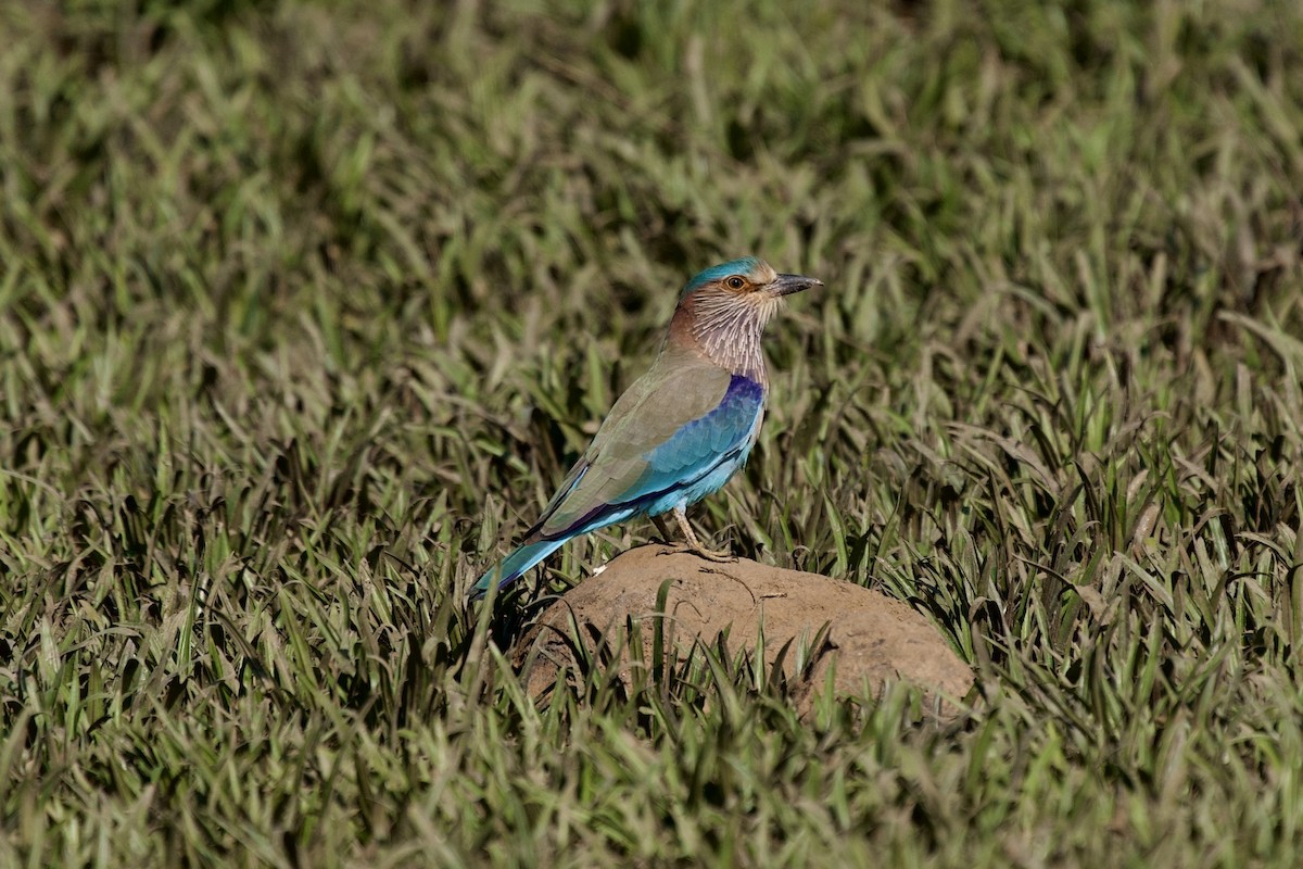 Indian Roller - ML646407113