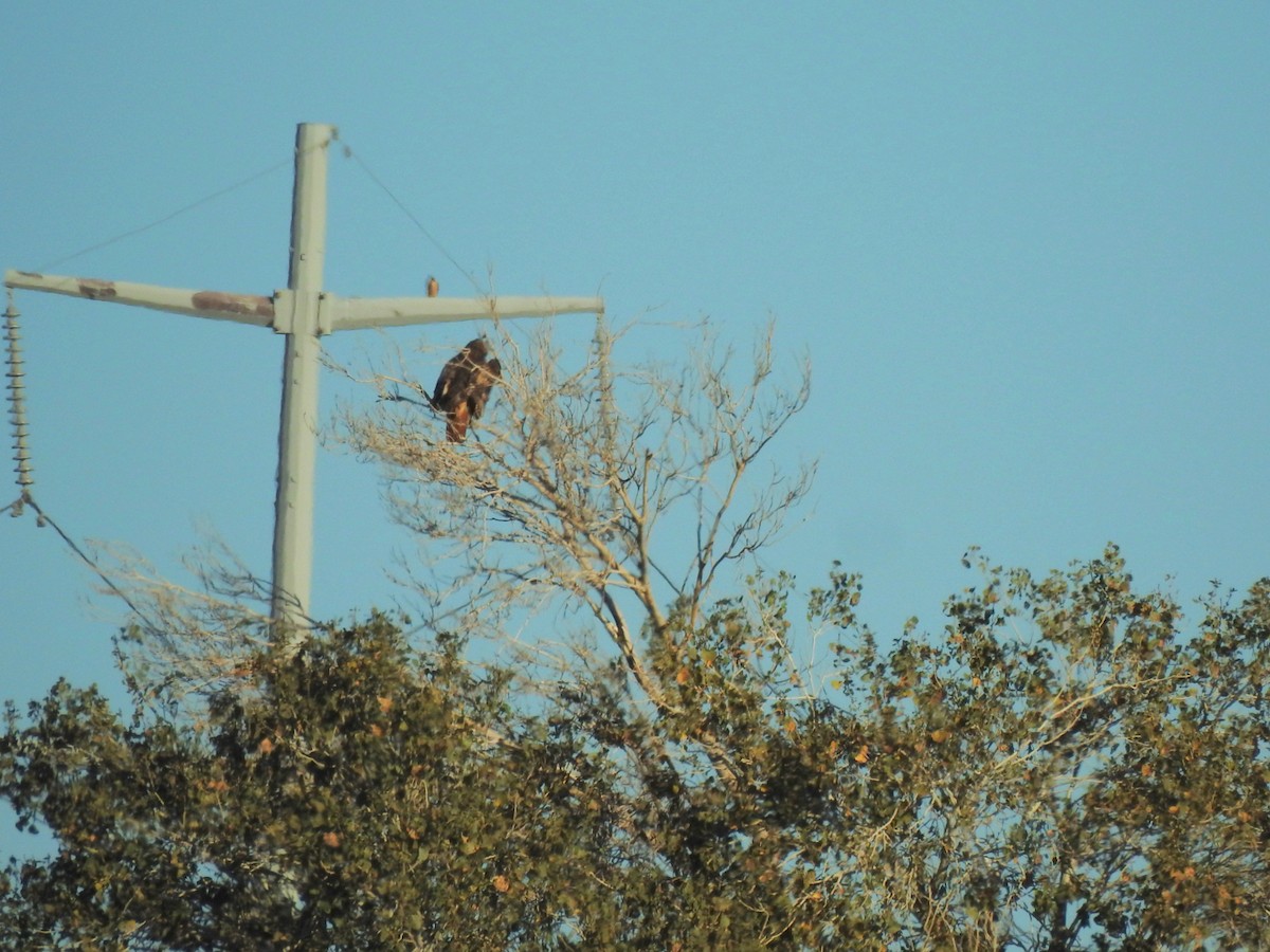 káně rudochvostá - ML646407114