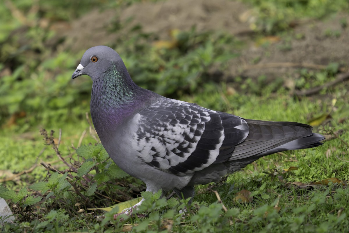 Хөхвөр тагтаа (суурин газрын) - ML646407115