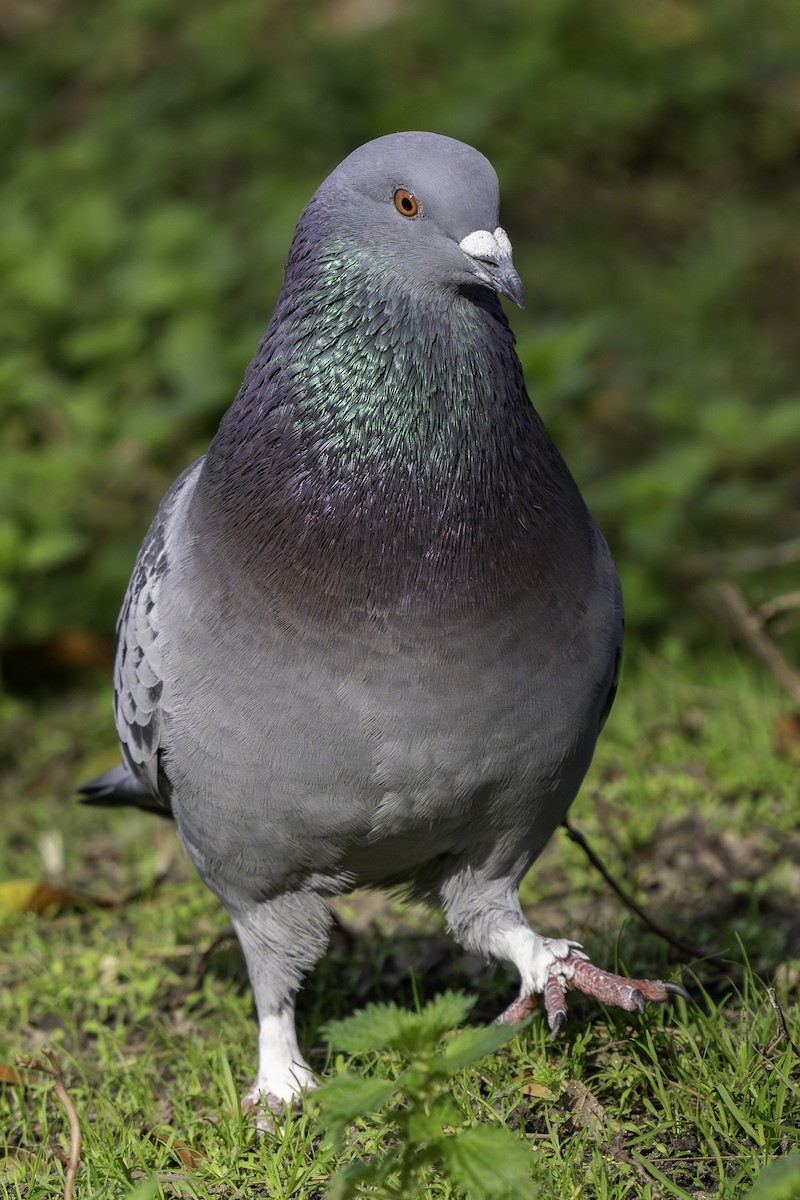 Хөхвөр тагтаа (суурин газрын) - ML646407116