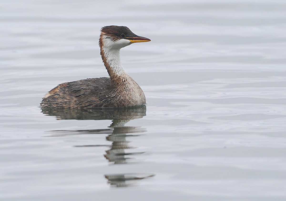 Titikaka Batağanı - ML646407117