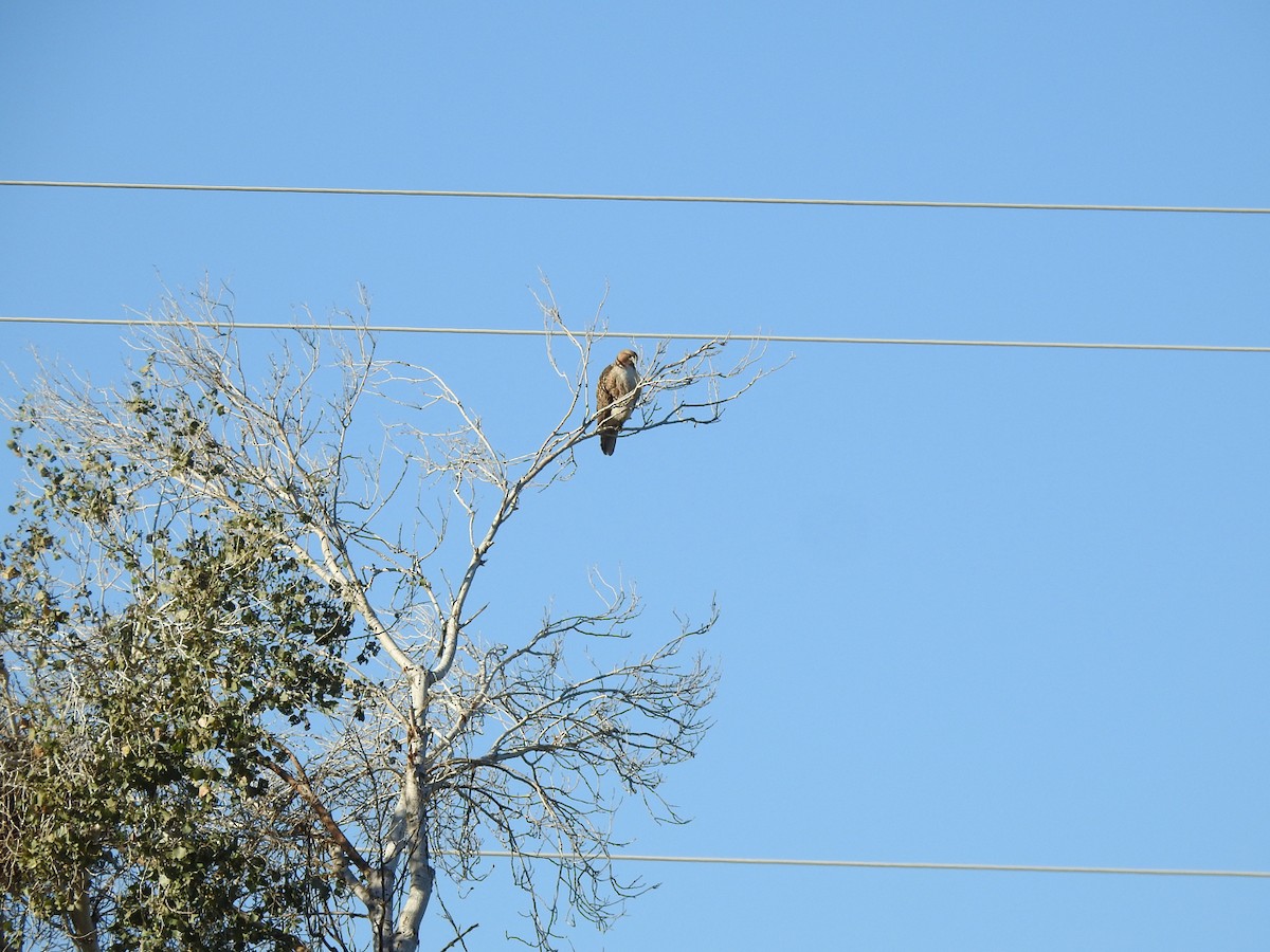 káně rudochvostá - ML646407118