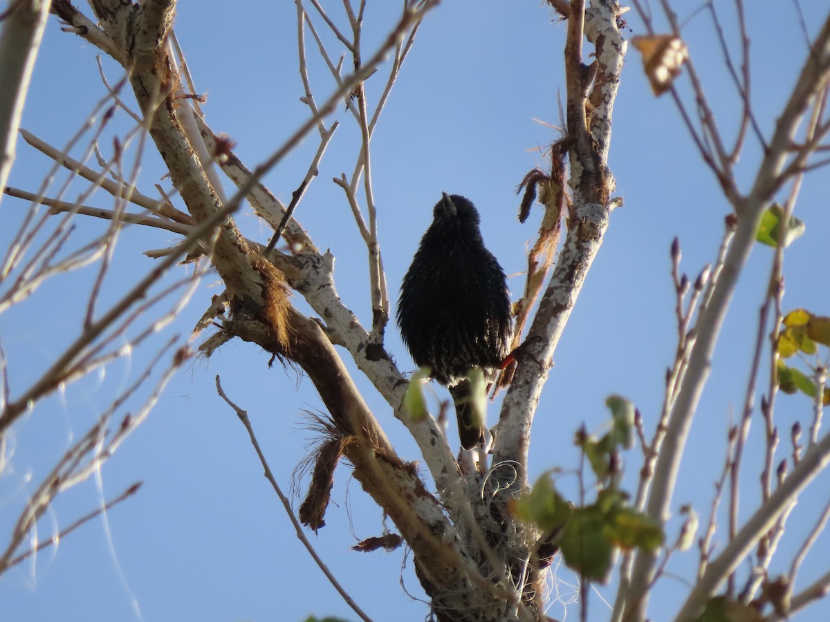 Storno - ML646407128