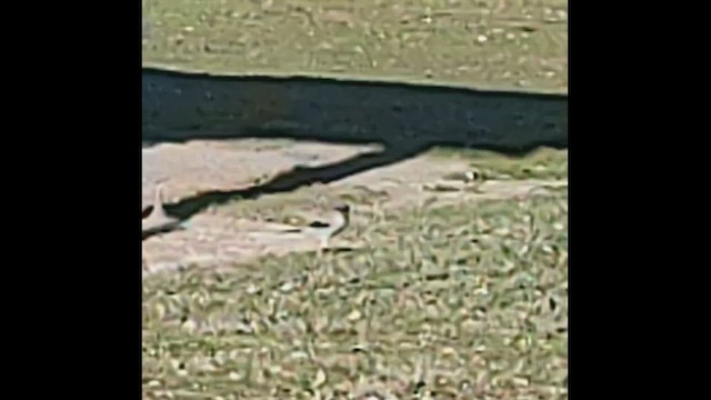 Loggerhead Shrike - ML646407130