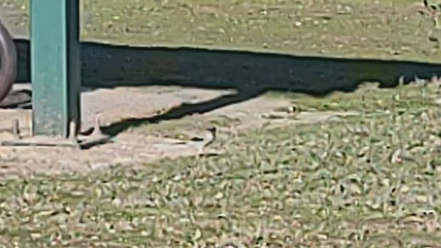 Loggerhead Shrike - ML646407131