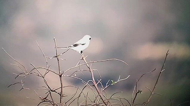 Loggerhead Shrike - ML646407132