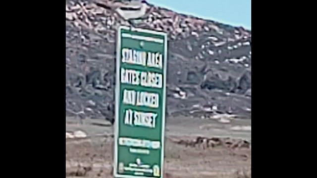 Loggerhead Shrike - ML646407133