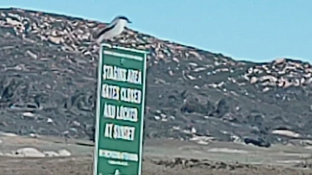 Loggerhead Shrike - ML646407134