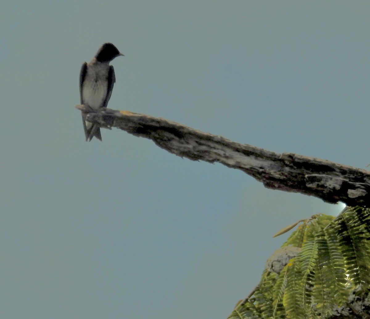 Gray-breasted Martin - ML646407136