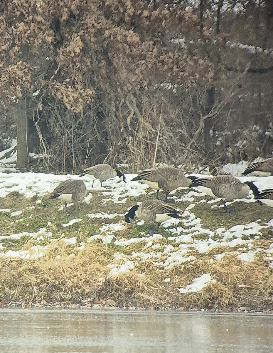 polargås - ML646407137