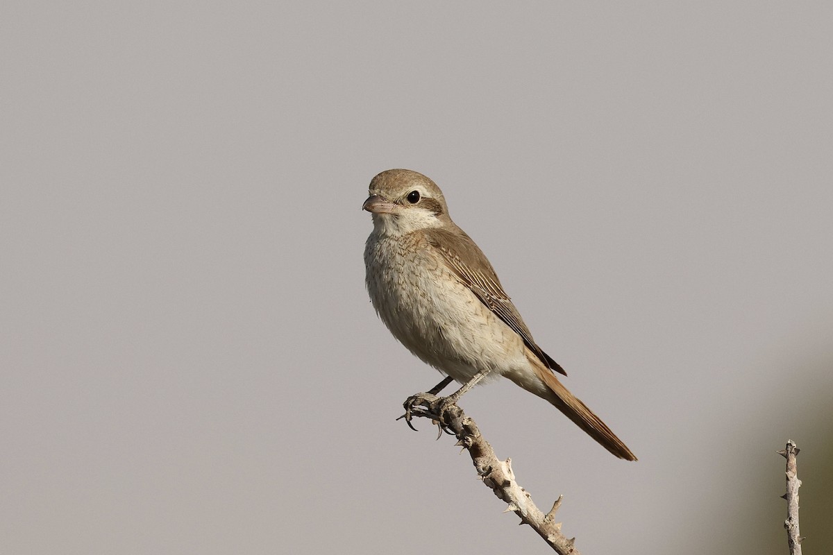 Isabellwürger - ML646407138