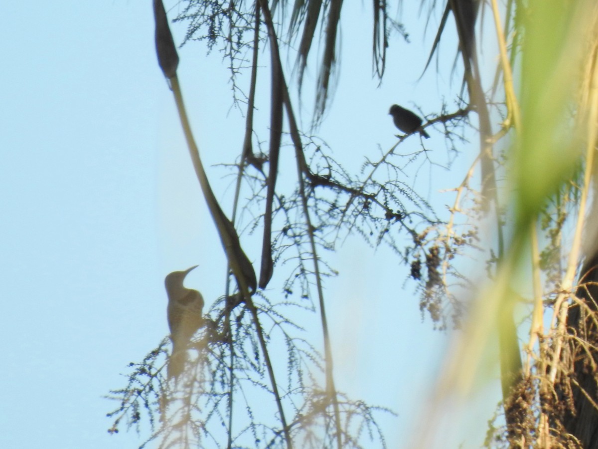 datel zlatý - ML646407139